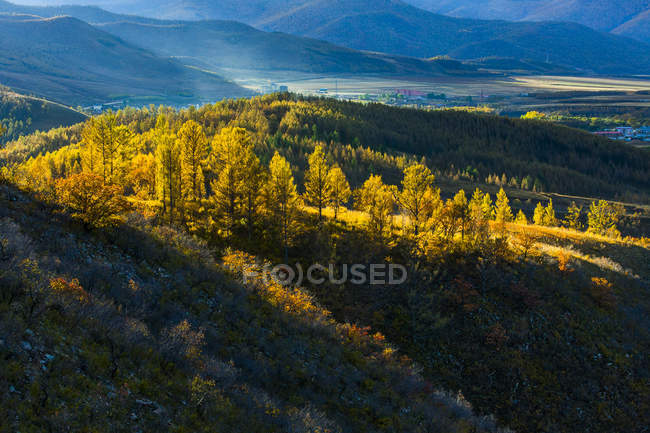 Vista panorámica de la naturaleza del bosque en Aershan, China - foto de stock