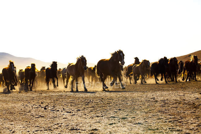 Herde von Wildpferden läuft in der inneren Mongolei Grasland — Stockfoto