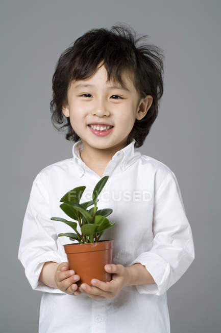 Kleiner asiatischer Junge hält Topfpflanze auf grauem Hintergrund — Stockfoto