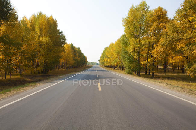 Vista panorámica de la carretera bordeada de árboles en otoño en Mongolia Interior, China - foto de stock