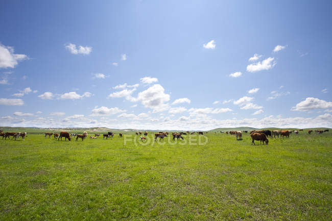 Green field with cattle grazing in sunlight — Stock Photo