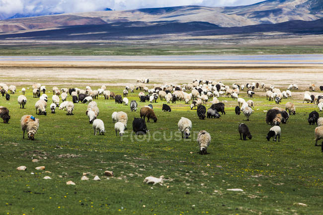 Troupeau de moutons et de chèvres paissant dans les montagnes du Tibet — Photo de stock