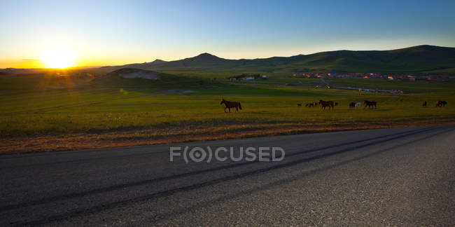 Sole che sorge sul campo con cavalli selvatici in Cina — Foto stock
