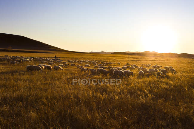 Ovejas pastando en el campo a la luz del sol suave en el vidrio chino - foto de stock