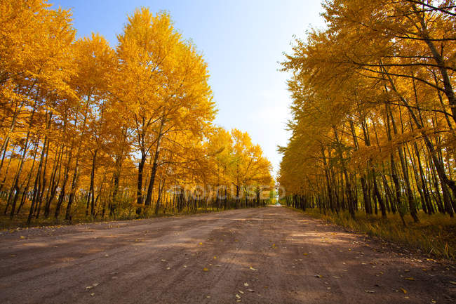 Живописный вид на дорогу, выложенную деревьями осенью во Внутренней Монголии, Китай — стоковое фото