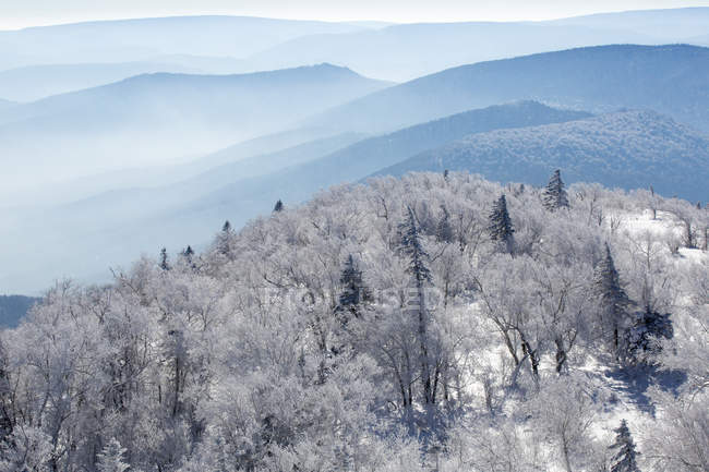 Árboles cubiertos de nieve en las montañas de China - foto de stock