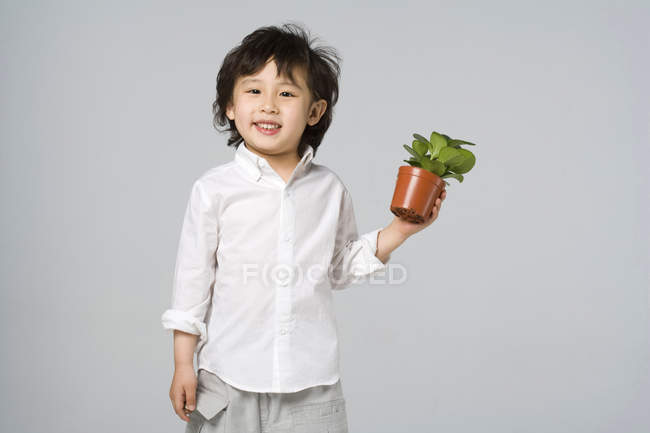 Menino asiático segurando vaso planta no fundo cinza — Fotografia de Stock
