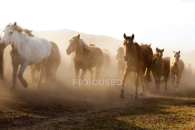Manada de cavalos selvagens em pastagens da Mongólia Interior — Fotografia de Stock