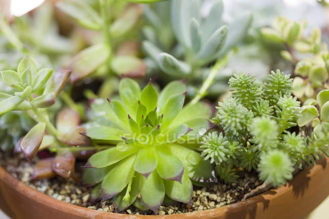 Potted succulent plants, close-up — Stock Photo