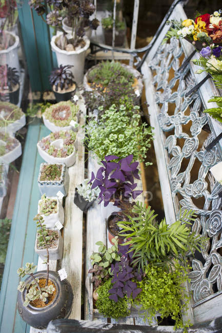 Várias plantas em vaso no banco na loja de flores — Fotografia de Stock