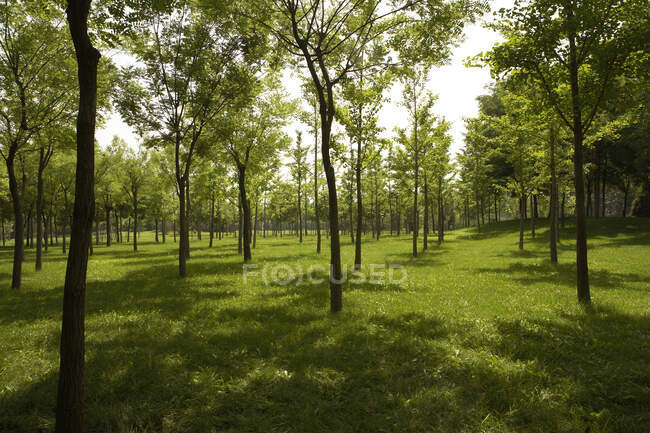 Lumière du soleil filtrant à travers les arbres dans un parc — Photo de stock