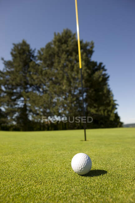 Мяч для гольфа на зеленой — стоковое фото