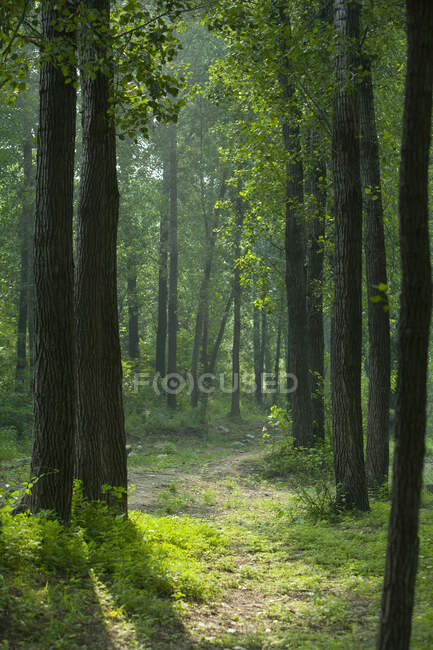 Forest outside of Beijing — Stock Photo