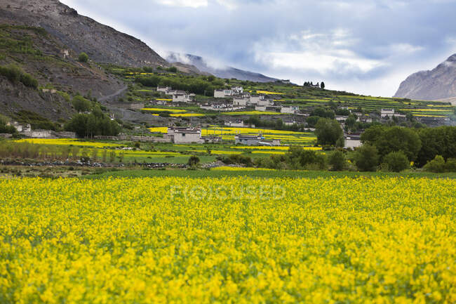 Blooming rapeseed field with village buildings on hill — Stock Photo