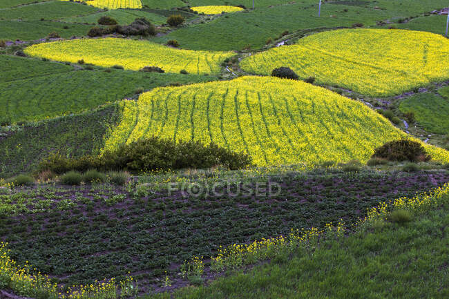 Blooming rapeseed field, yellow flowers and greenery — Stock Photo