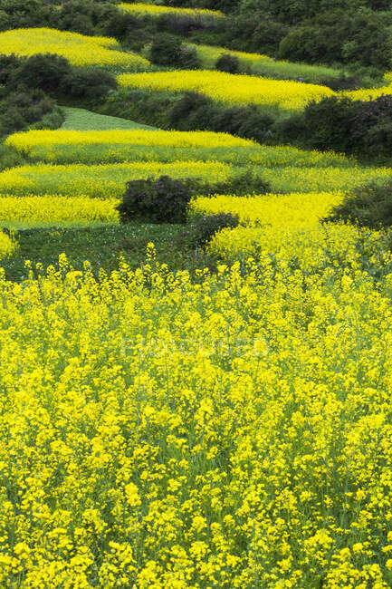 Blühendes Rapsfeld, gelbe Blumen und viel Grün — Stockfoto