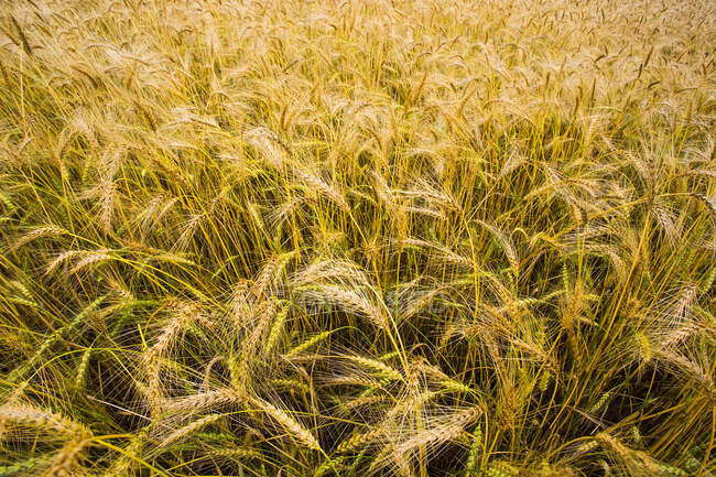Пшеничное поле провинции Хэбэй, Китай — стоковое фото