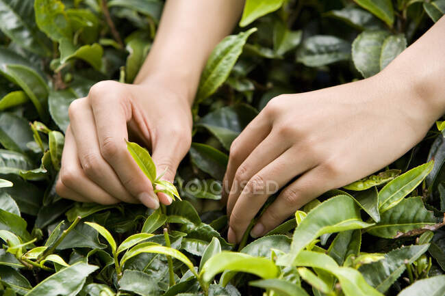 Close-up of young Chinese woman picking tea — Stock Photo