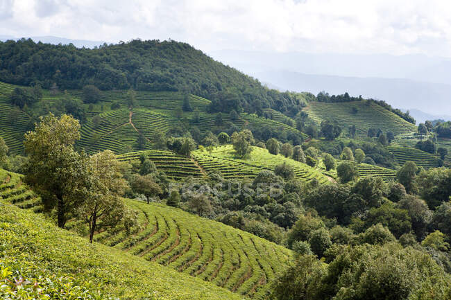 Vue panoramique de la plantation de thé dans le Yunnan — Photo de stock