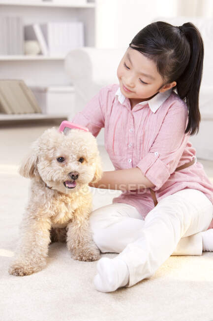 Menina chinesa brincando com um poodle de brinquedo de estimação — Fotografia de Stock