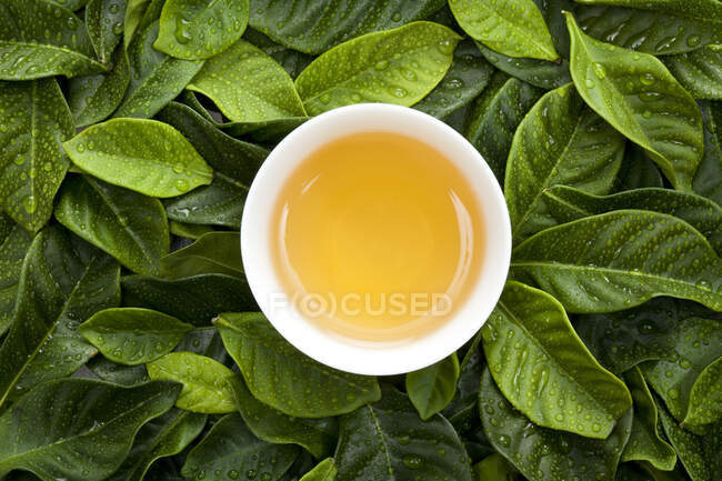 Tea in cup and fresh tea leaves — Stock Photo