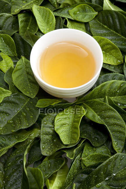 Чай в чашке и свежие чайные листья — стоковое фото