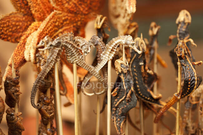 Приготовленные гекконы, морские звезды и морские лошади на шампуре — стоковое фото