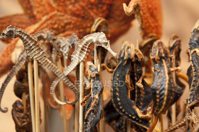 Варений гекон, морська гілка і морська конячка на шампурах — стокове фото