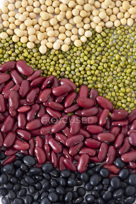 Frijoles negros, rojos, verdes y de soja en filas - foto de stock