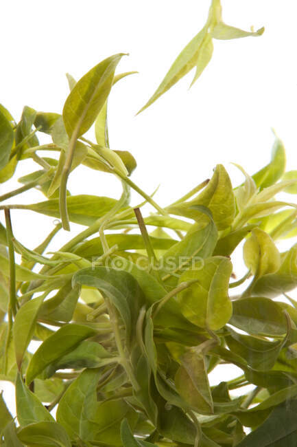 Close up de chá chinês em água transparente, chá verde isolado no fundo branco — Fotografia de Stock