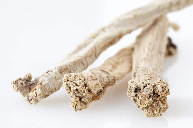 Chinese herbal medicine codonopsis pilosula — Stock Photo