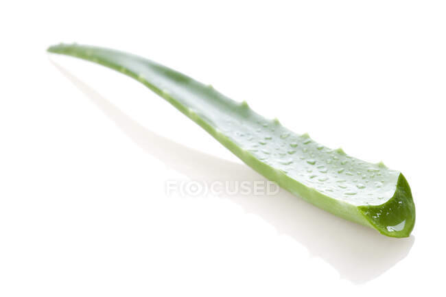 Fresh aloe leaf with water drops — Stock Photo