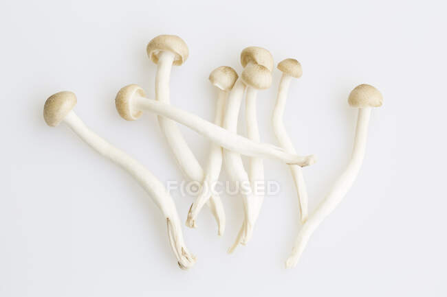 Cogumelos Hypsizygus isolados sobre fundo branco — Fotografia de Stock