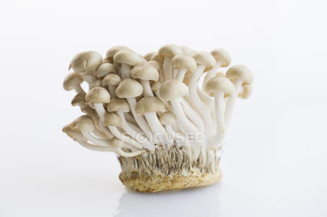 Cogumelos Hypsizygus isolados sobre fundo branco — Fotografia de Stock