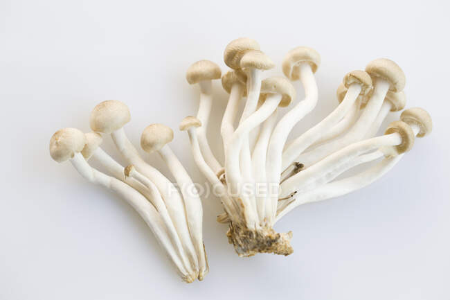 Hypsizygus mushrooms isolated on white background — Stock Photo