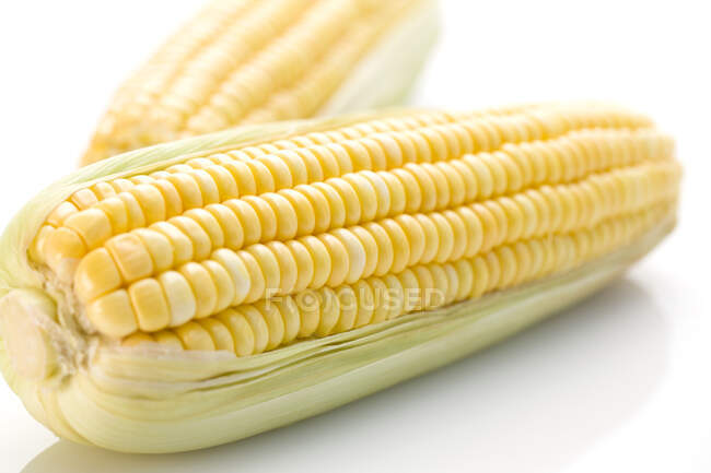 Primer plano plano de mazorcas de maíz aisladas sobre fondo blanco - foto de stock