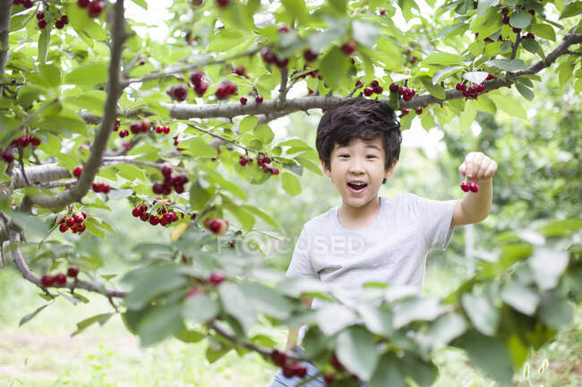 Happy Chinese boy picking cherries in orchard — Stock Photo