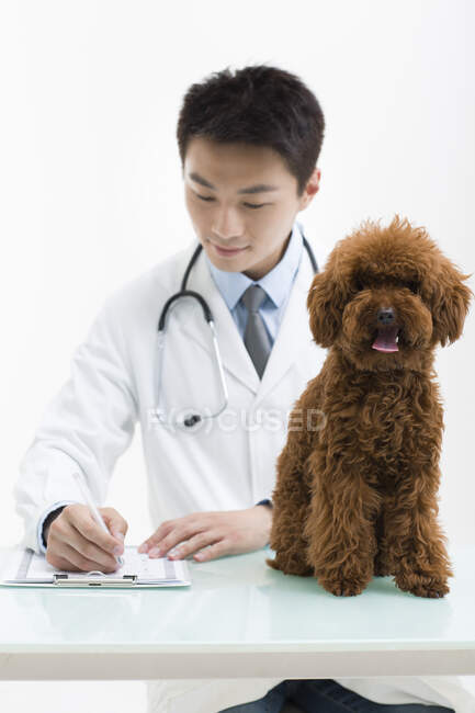 Chinese veterinarian examining a cute poodle — Stock Photo