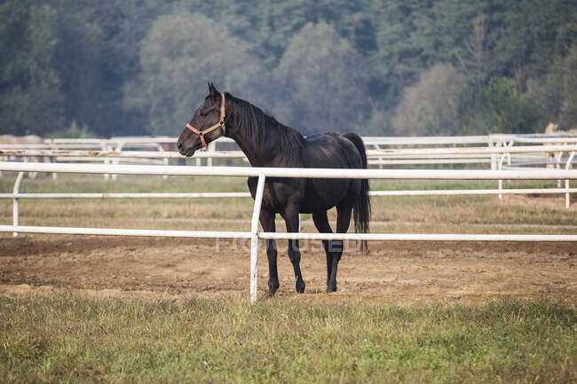 Cavallo in piedi nel paddock — Foto stock