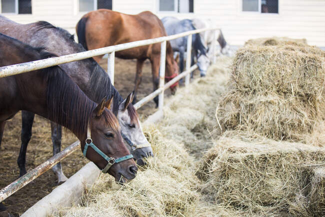 Лошади едят сено в конюшне — стоковое фото