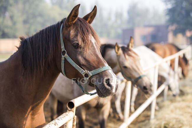 Fechar de cavalo — Fotografia de Stock