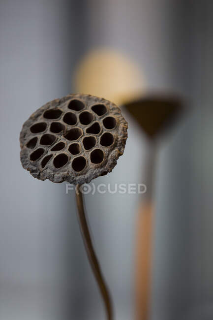 Close up of lotus pod — Stock Photo
