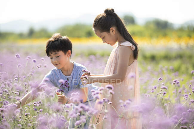Two Chinese children picking flowers in field — Stock Photo
