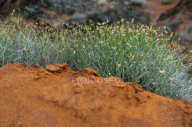 Primer plano de las plantas de hierba que crecen en la arena naranja - foto de stock