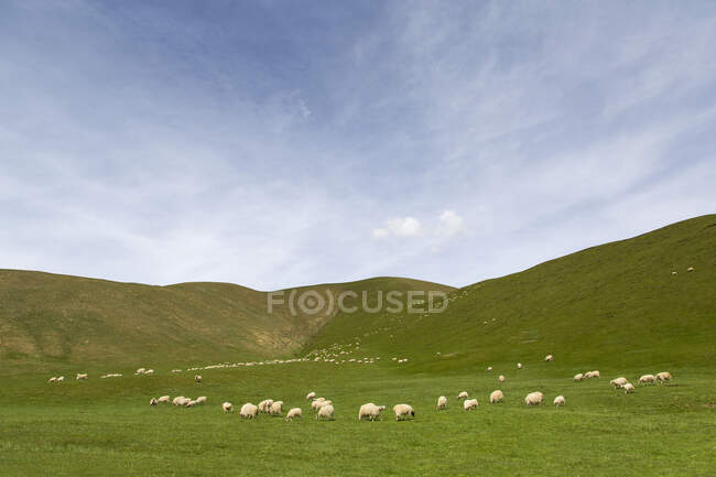 Gregge di pecore al pascolo su campo verde con colline e cielo nuvoloso blu — Foto stock