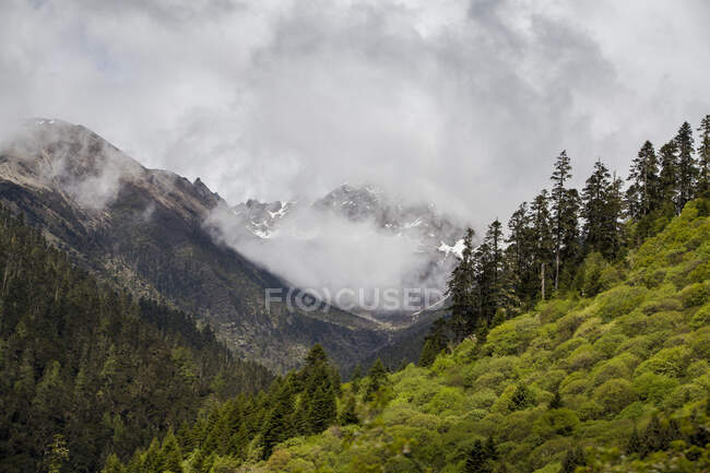 Montagne con foresta verde e cielo coperto, Tibet, Cina — Foto stock
