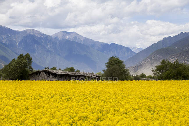 Flores de colza florescendo campo com e montanhas — Fotografia de Stock