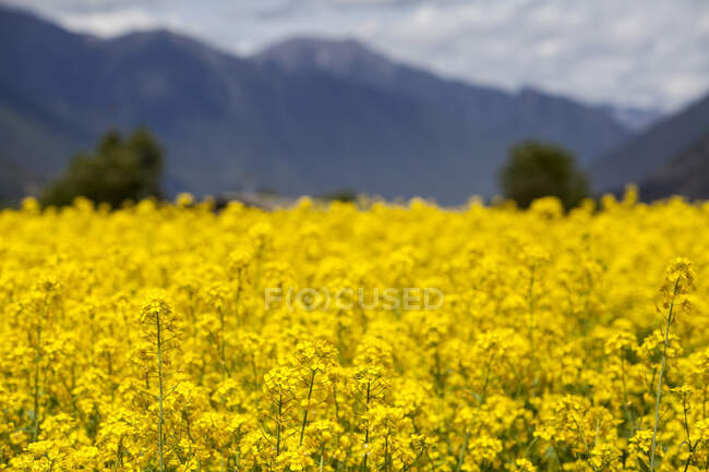 Rapeseed flowers blooming field with and defocused mountains on background — Stock Photo