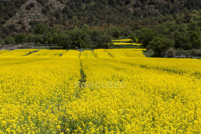Rapeseed flowers field with green trees — Stock Photo
