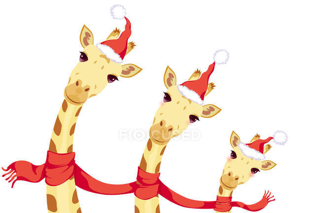 Giraffe in cappelli di Natale e sciarpa isolate su sfondo bianco — Foto stock